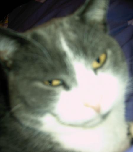 le miaou